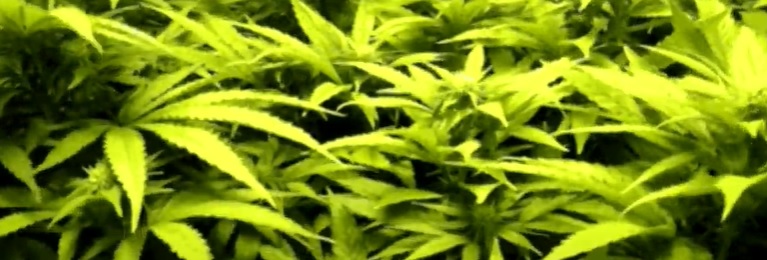 hojas marihuana